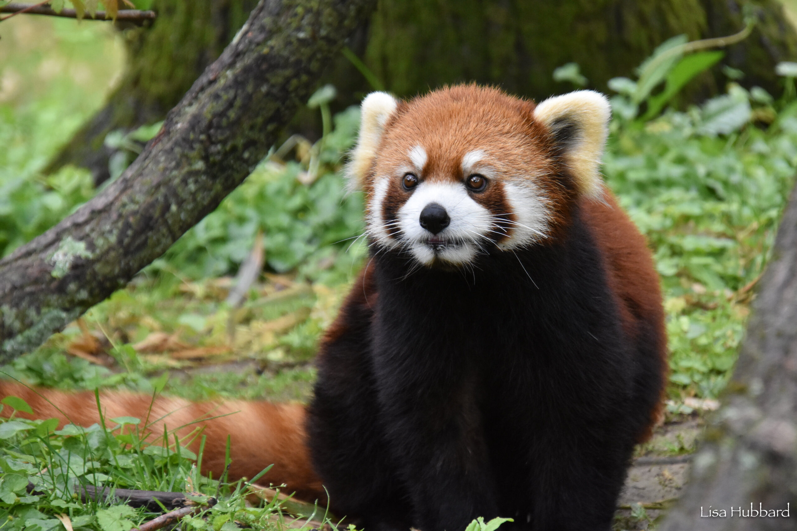 red panda sitting in the grass