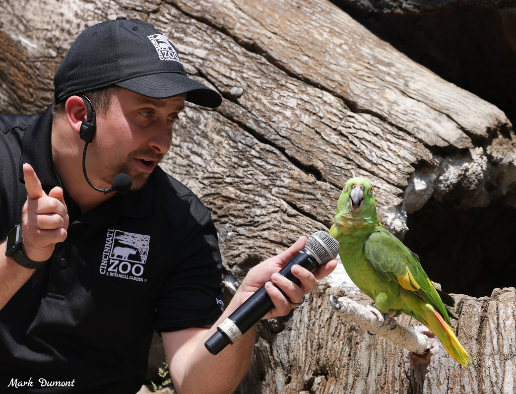 keeper holding microphone up to a green parrot