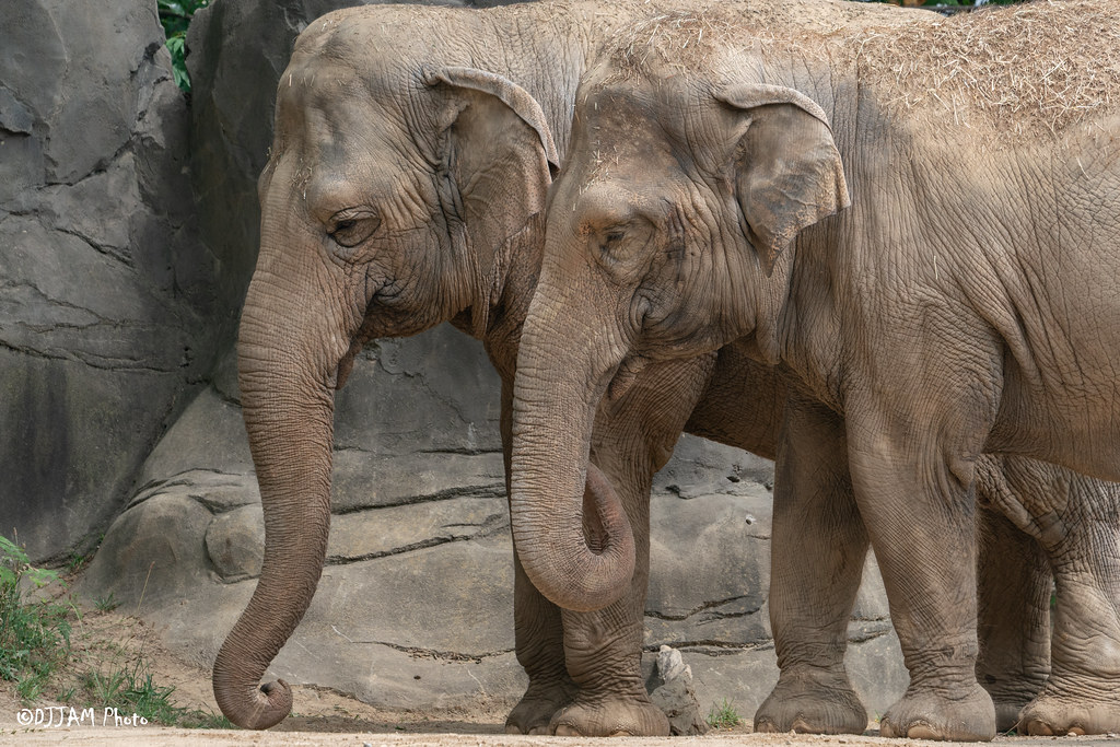 two elephants side by side