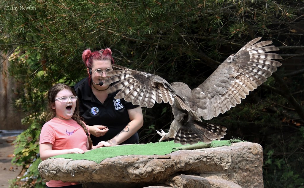 keeper and child smiling at ori the milky eagle owl who if flying towards them