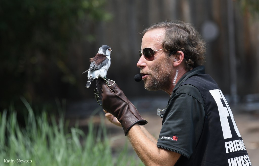 keeper in costume with sunglasses on holding tanzi the pygym falcon on a glove