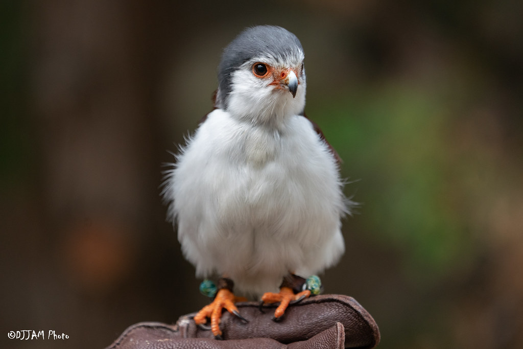 tanzi pygmy falcon sitting on keepers glove