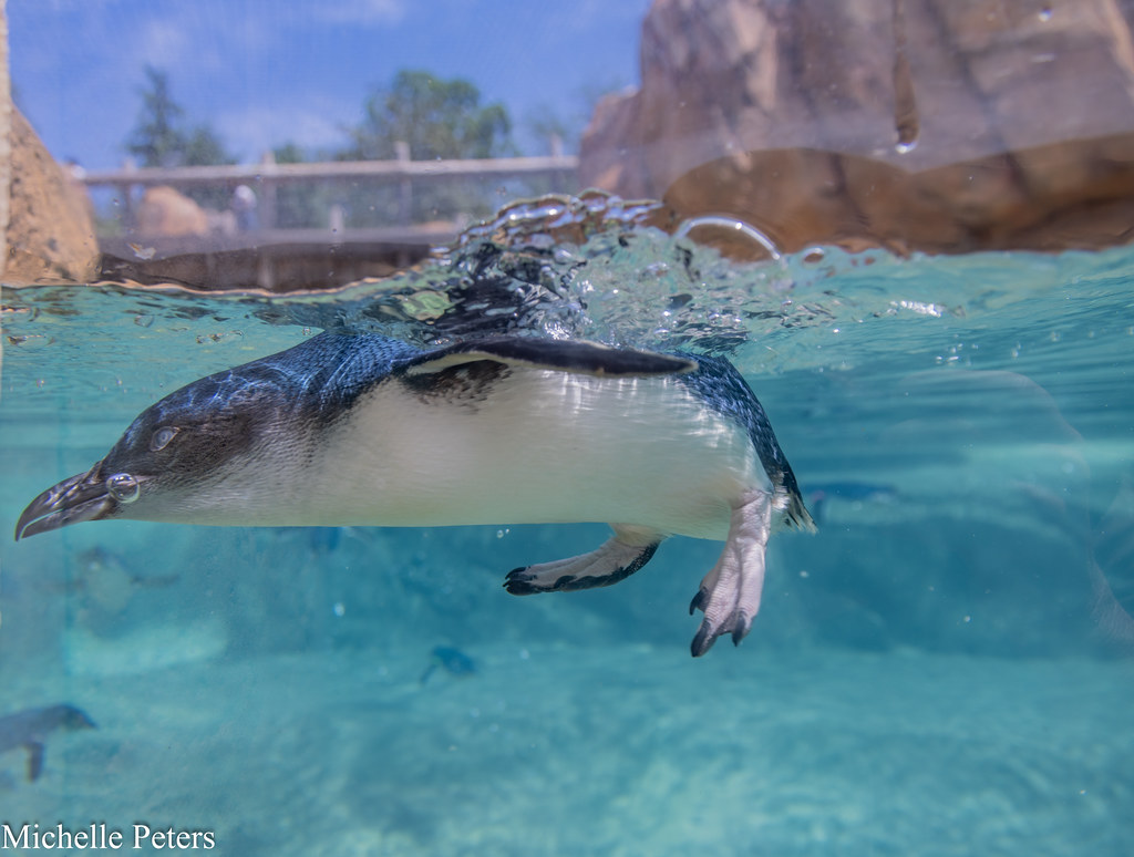 little blue penguin swimming underwater
