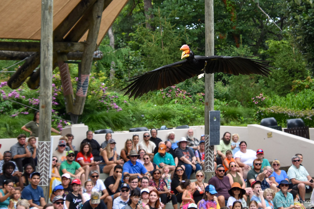teri rhino hornbill flying over crowd