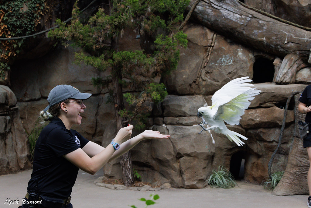 keeper smiling and holding out her hand for a white parrot to land on