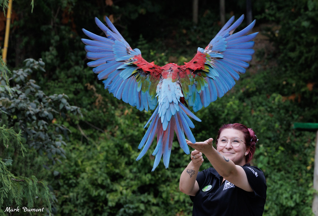 keeper smiling and holding out her hand for a parrot to land on