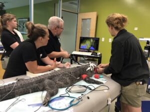 Alligator endoscopy