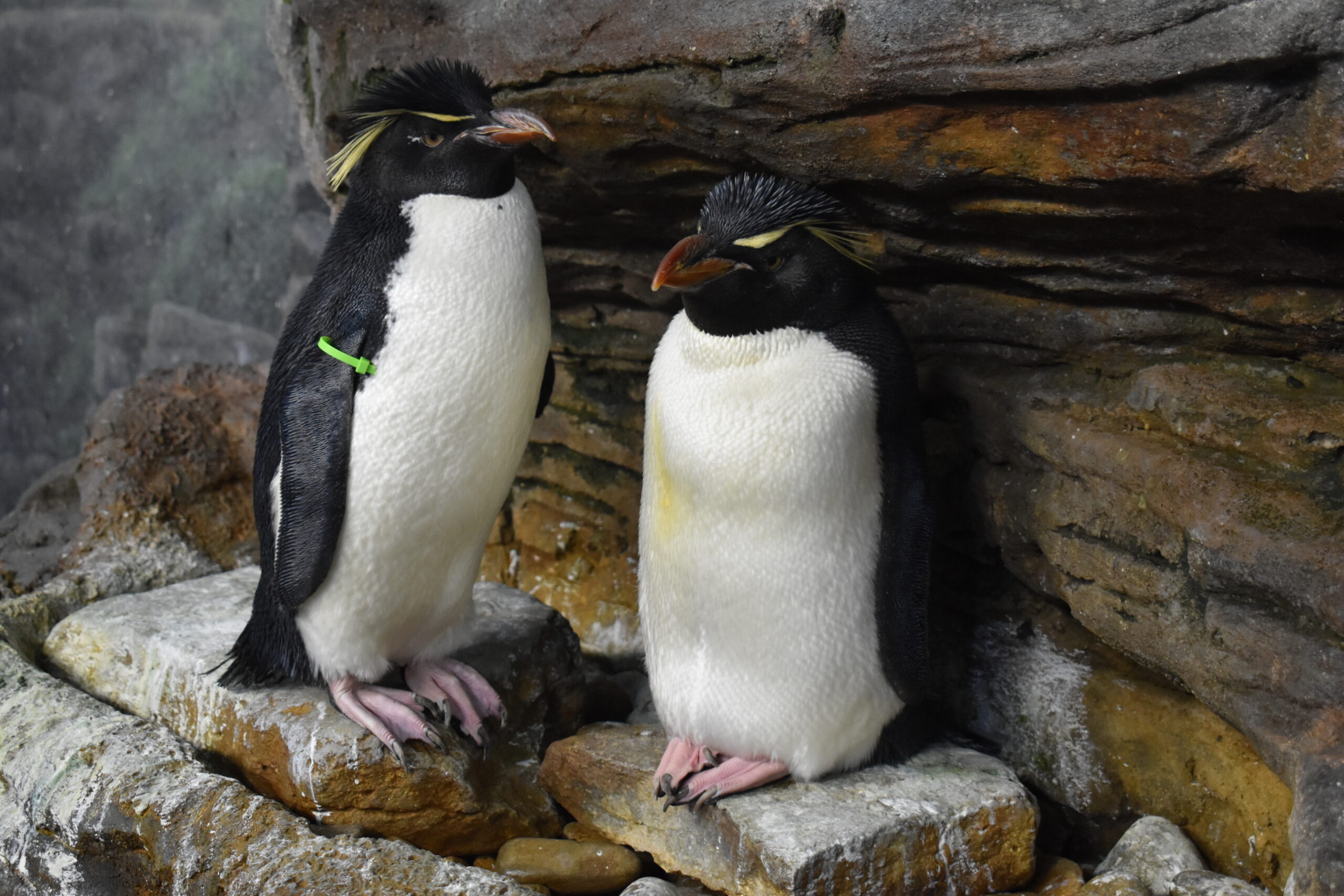 two rock hopper penguins