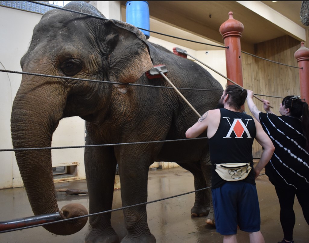 man and woman giving scottzie the elephant a bath