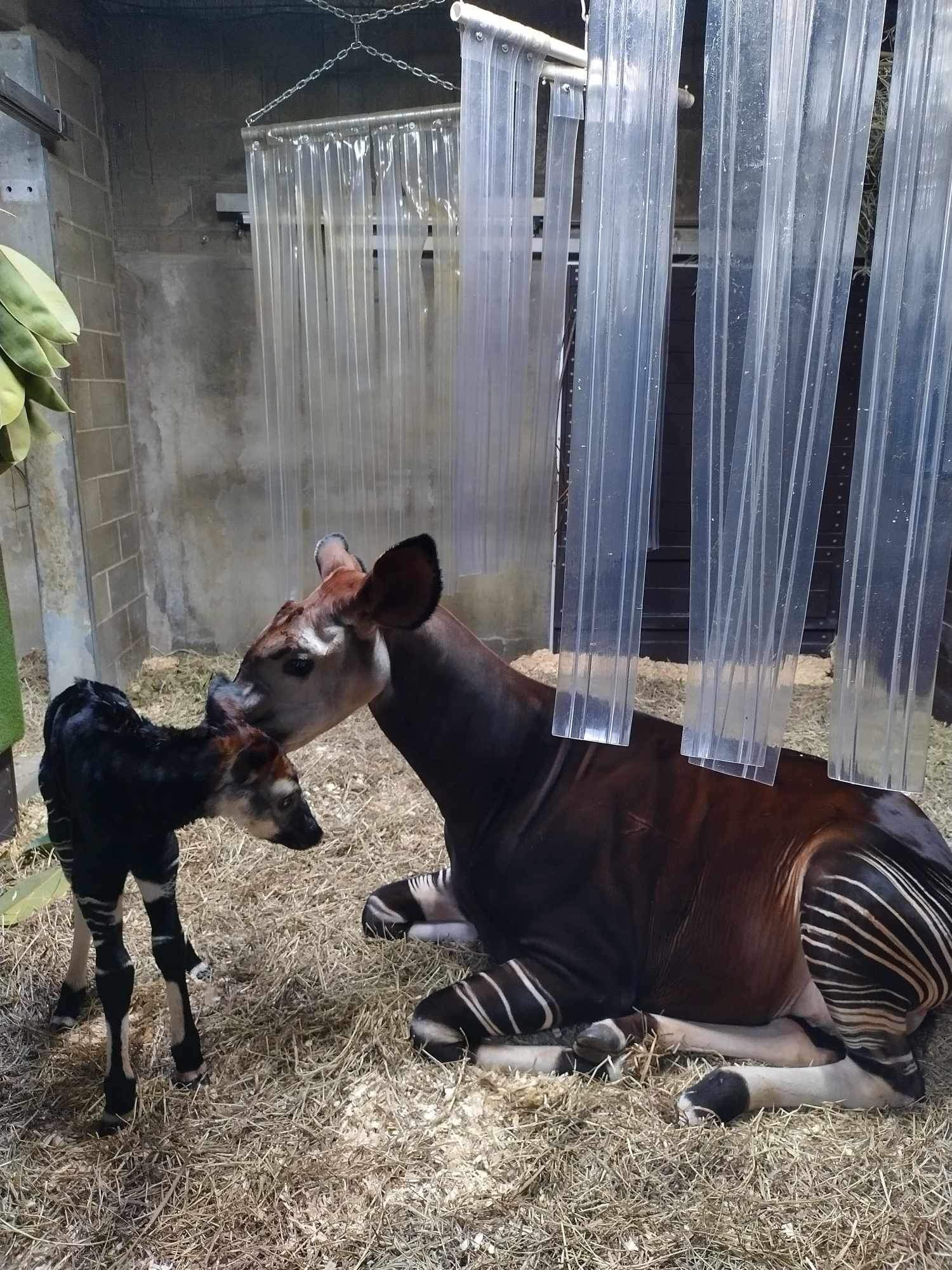 okapi mom and baby
