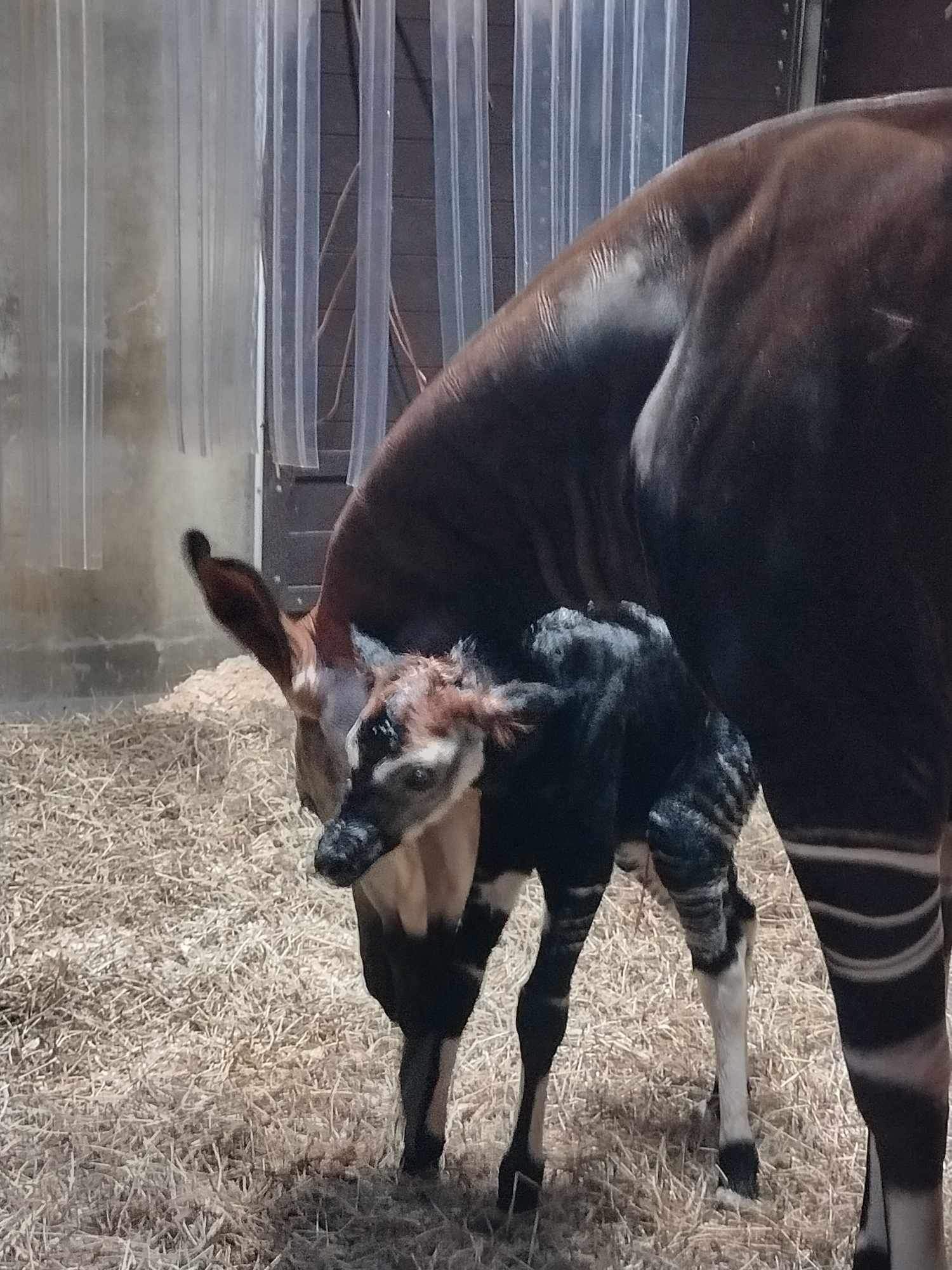 Baby Okapi Brings Joy to the Cincinnati Zoo World