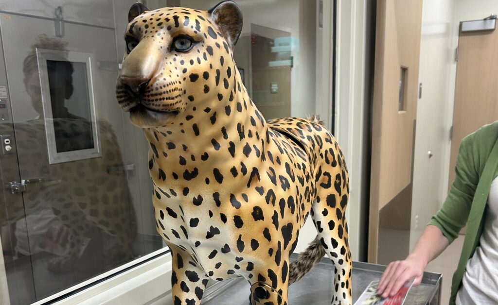 Marta the 3D Leopard Simulator