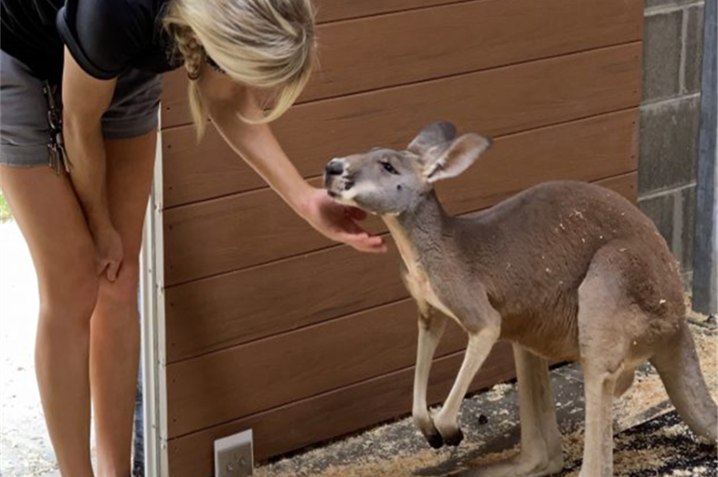 Keeper giving gentle chin rub to kangaroo