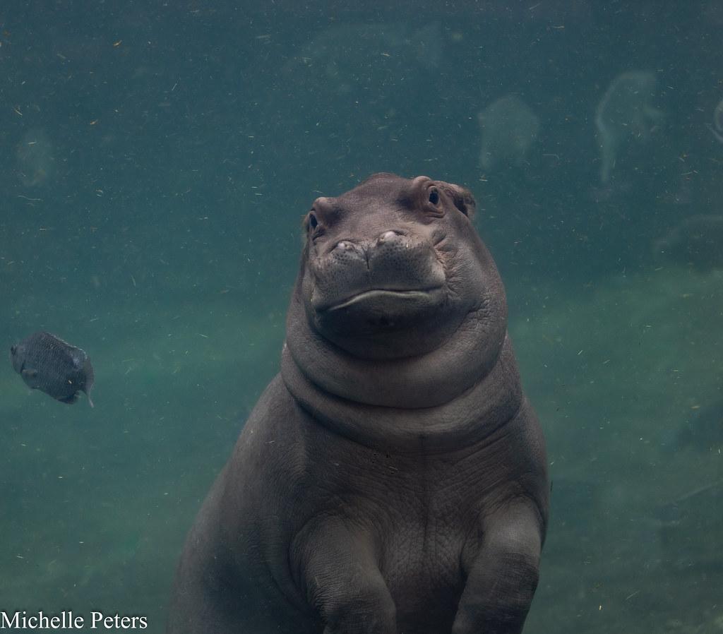 baby hippo underwater looking at camera