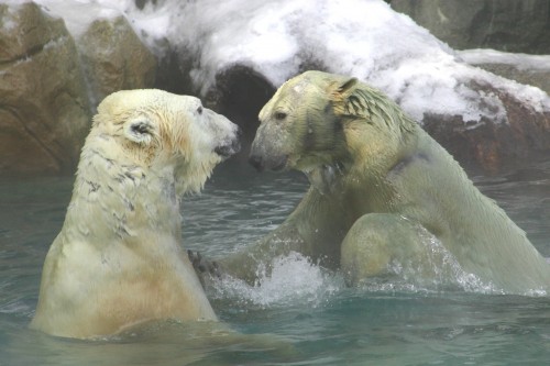 Polar Bear Swimming: Join Us In Conserving Their Habitat! - The Polar Bear  World