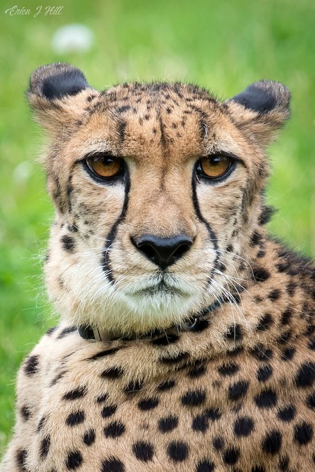 Aging Gracefully: Cheetahs Savanna, Tommy T & Nia - Cincinnati Zoo ...