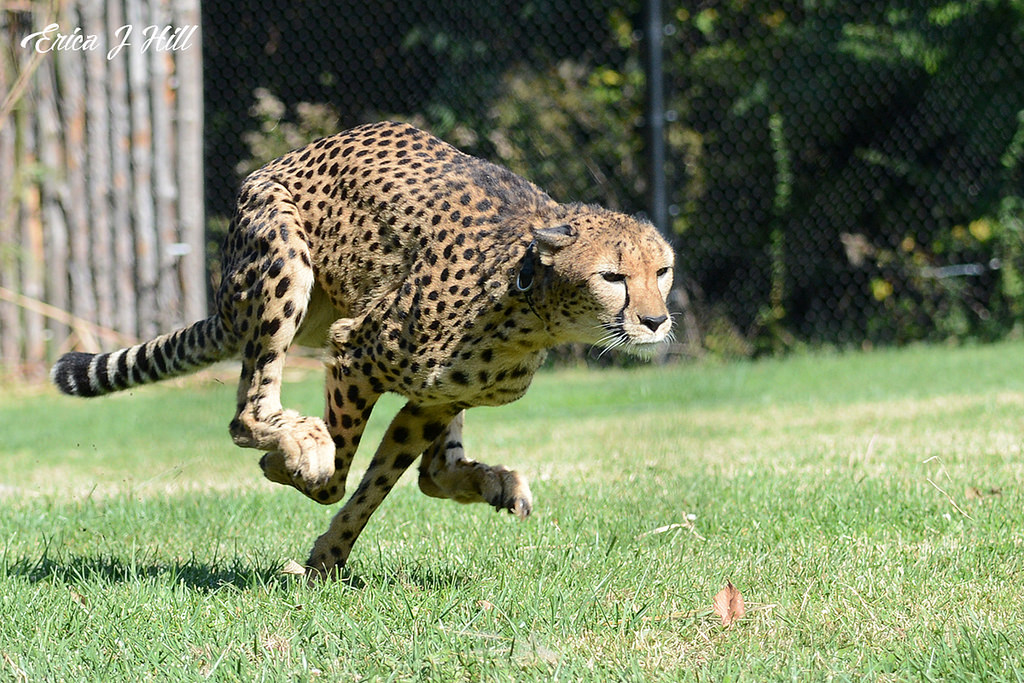 Aging Gracefully: Cheetahs Savanna, Tommy T & Nia