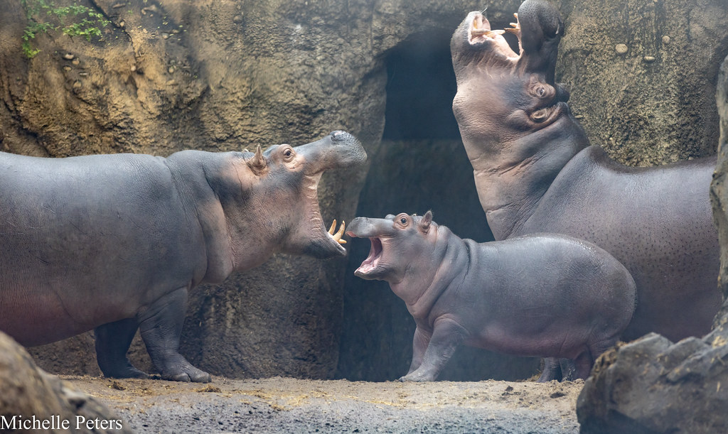 Bibi the hippo and Fiona and fritz