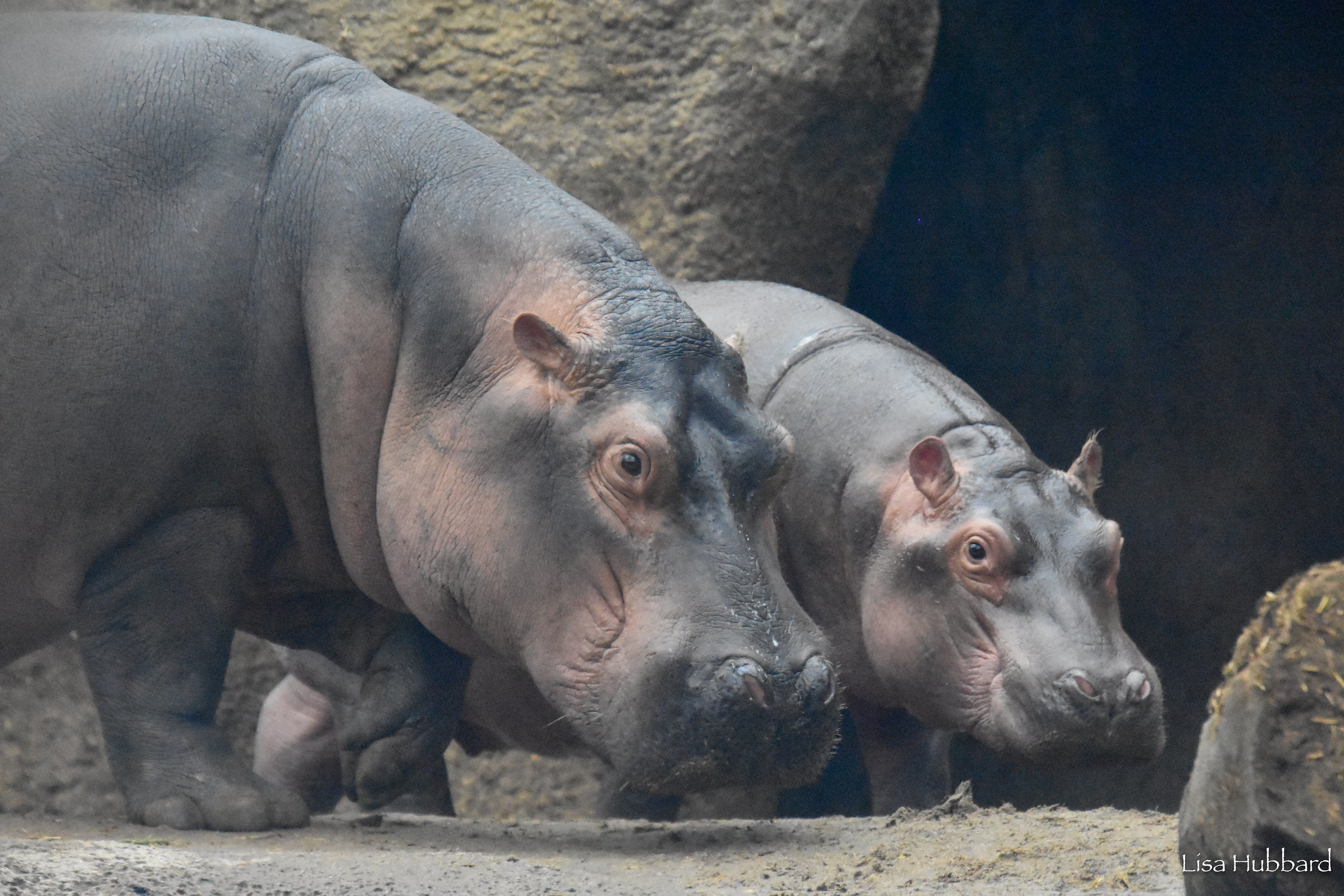 Fiona the hippo and Fritz