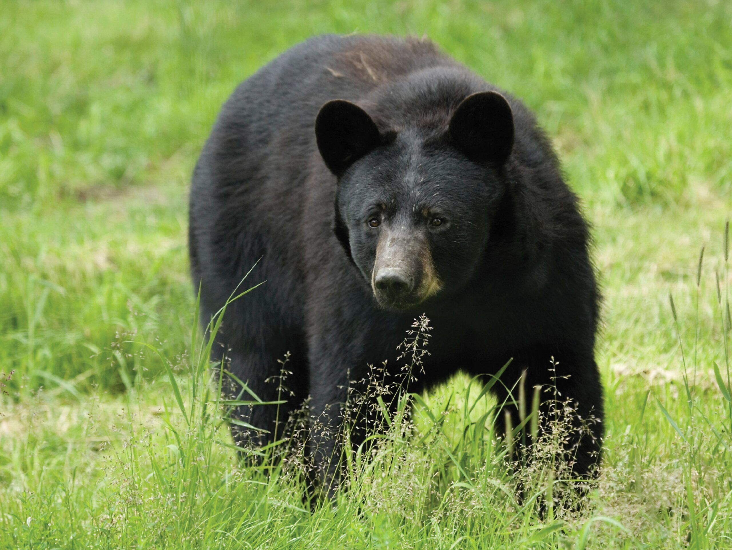 You Are ABlack Bear - Cincinnati Zoo & Botanical Garden