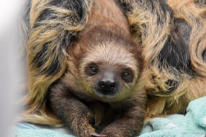 juno the baby sloth