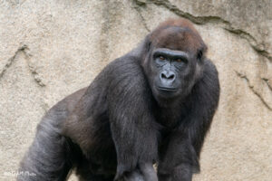 gladys gorilla