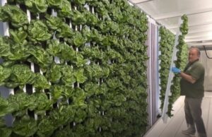 growing lettuce in container farming project