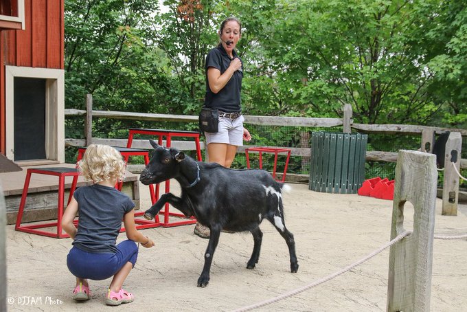 barnyard bonanza goat giving a high five to a child