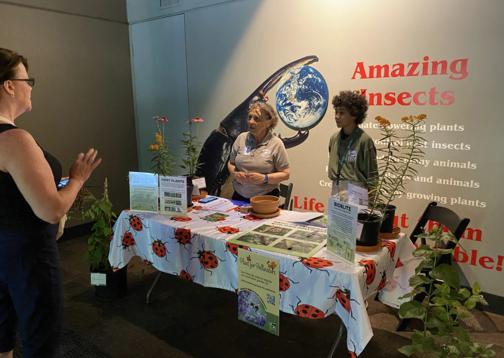 volunteer teaching about incects