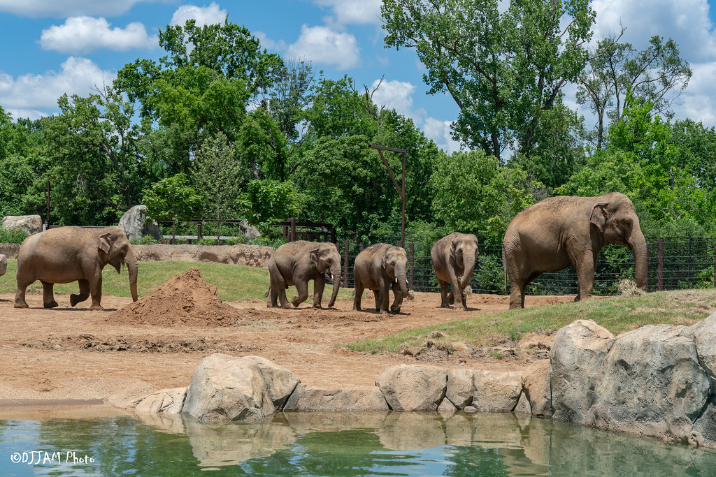 Harry and Linda Fath Elephant Trek - Cincinnati Zoo & Botanical Garden