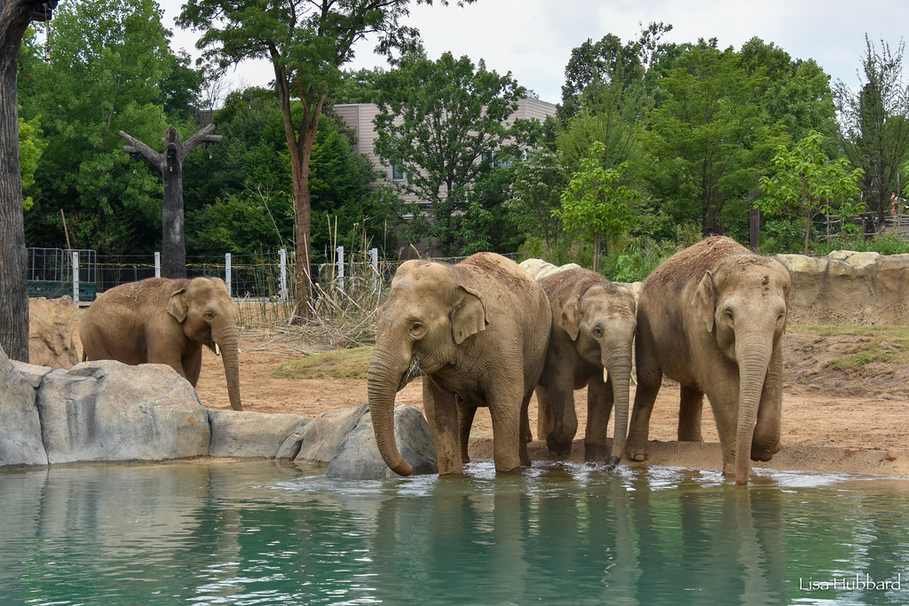 Biggest Habitat in Cincinnati Zoo History Set to Open After Years of ...