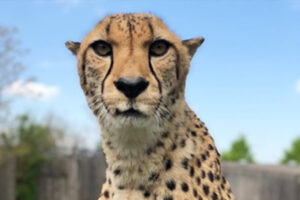 Tommy T cheetah
