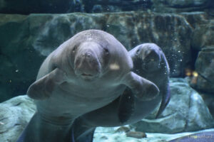 manatee swimming