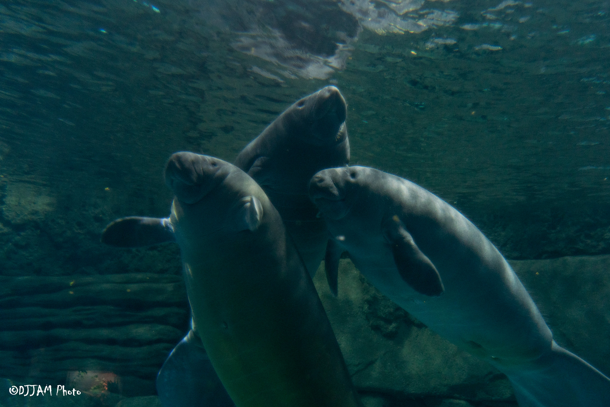 Three Orphaned Manatees Have Arrived in Cincinnati Zoo’s Manatee ...