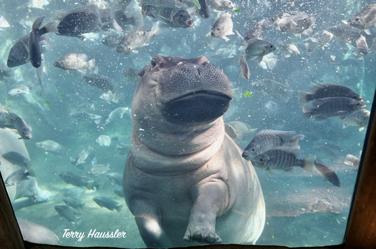 Fiona the hippo
