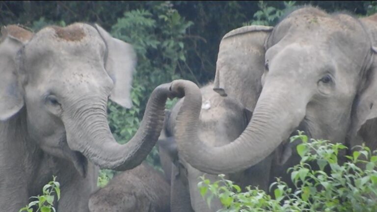 touching trunks