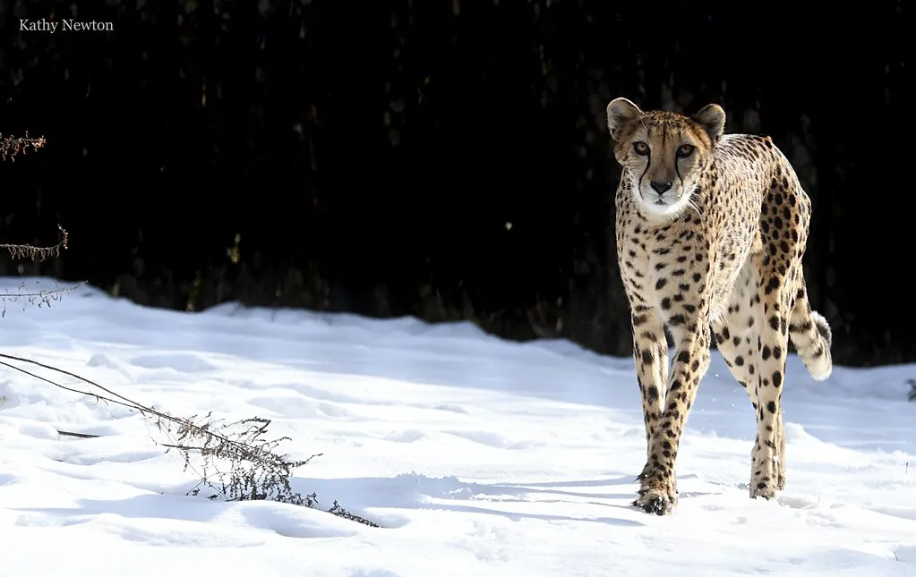 cheetah in the snow