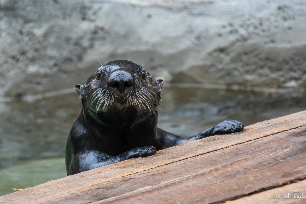 kevin sea otter