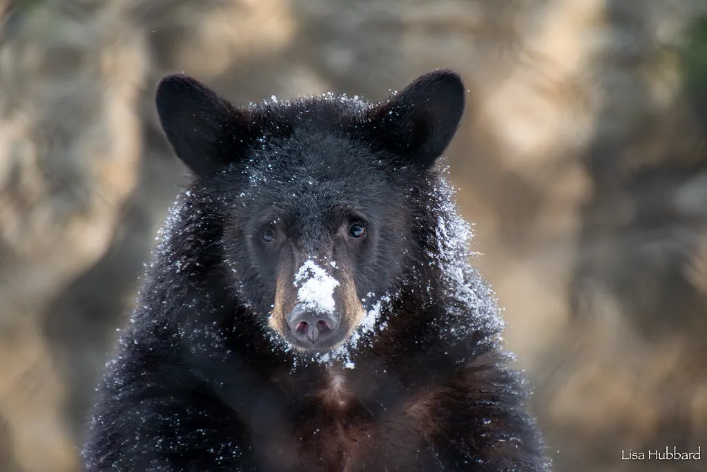 juniper the bear cub with snow on her nose