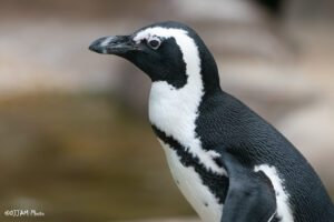african penguin
