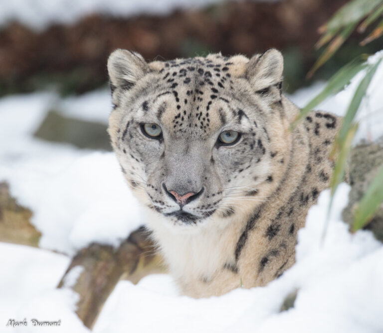 snow leopard renji in snow