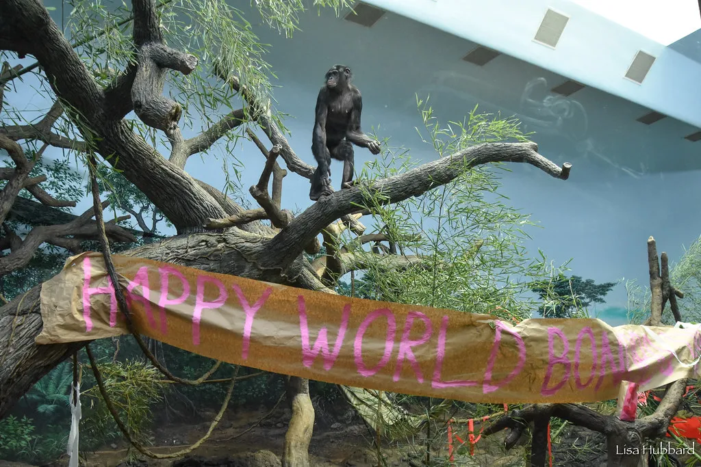 bonobo