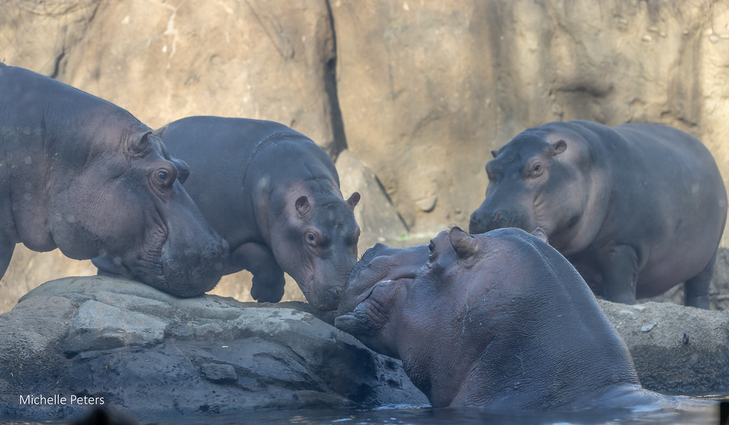 hippo