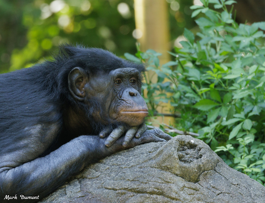 Valentine’s Day with a Twist: Celebrating World Bonobo Day at the Zoo