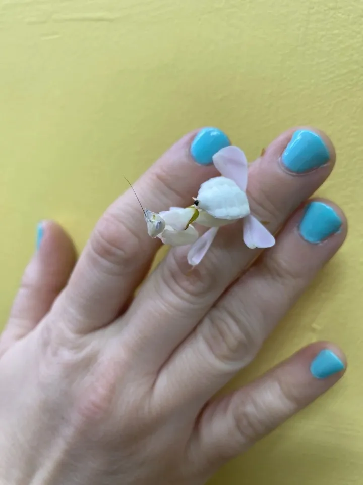 orchid mantis