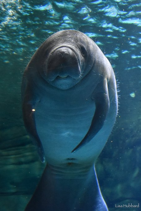 manatee