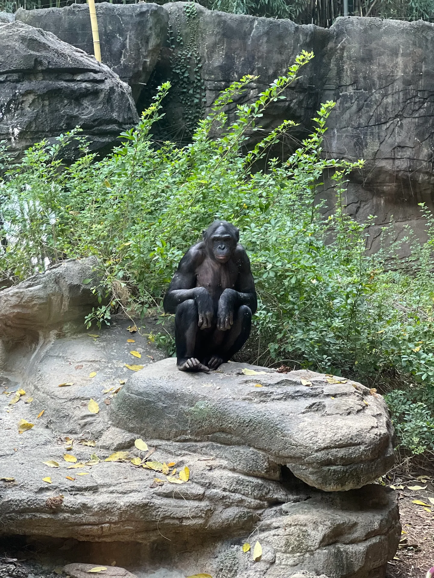 bonobo