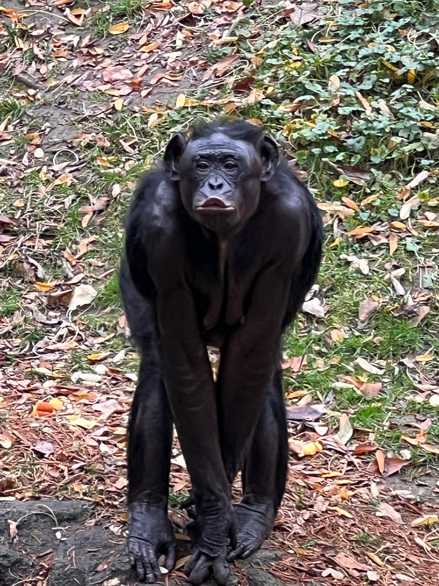 bonobo