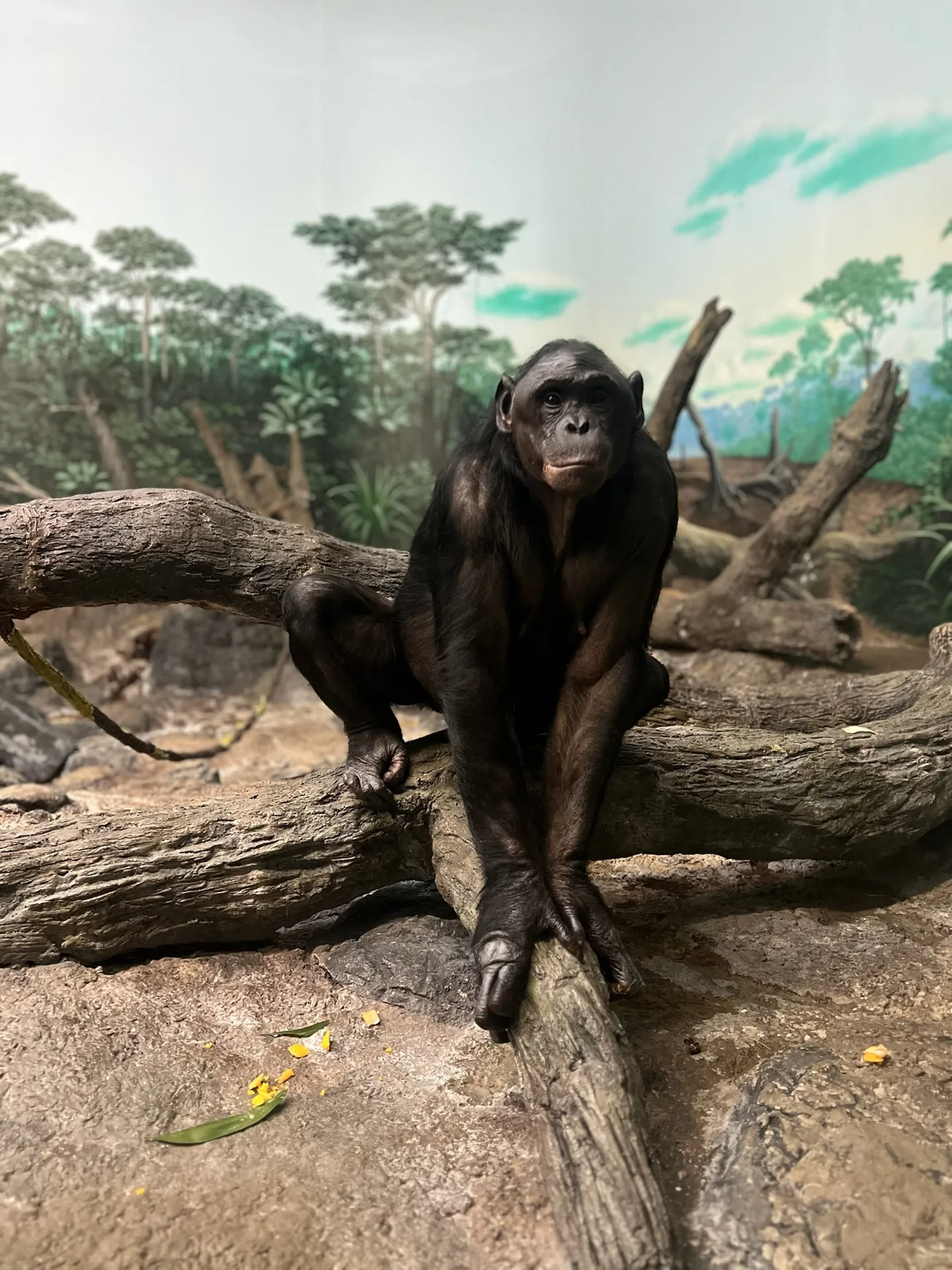 bonobo