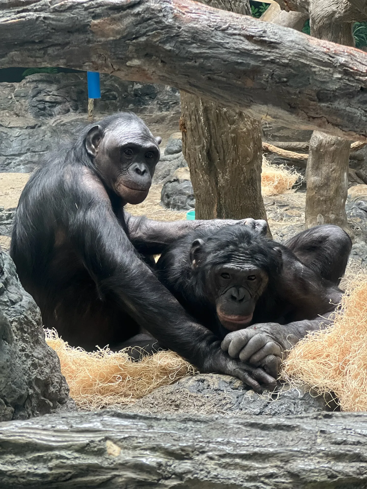 bonobo